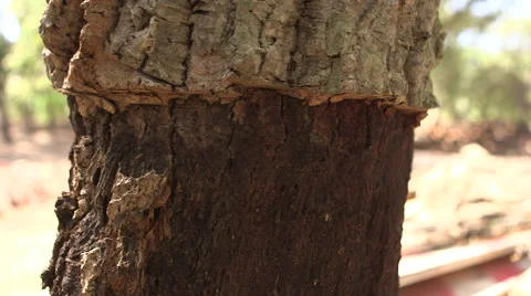 Oak bark cork cut from tree Stock Footage 58106930