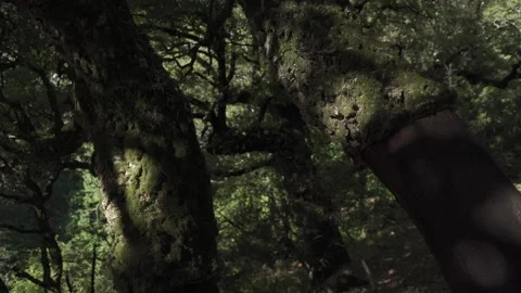 Oak Bark Cork Cut From Tree In Cadiz, Spain Stock Footage 147925476