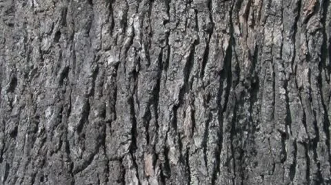 Oak bark Vídeo Stock 10728871