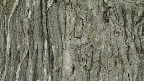 Oak Bark Stock Footage 301575822