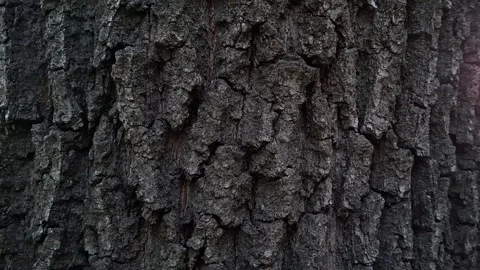 Oak bark Stock Footage 341676645
