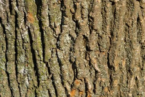 Oak bark macro, tree trunk close-up, texture Foto stock