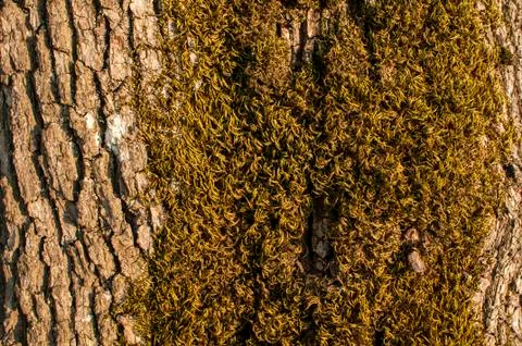 Oak bark with moss Stock Photos