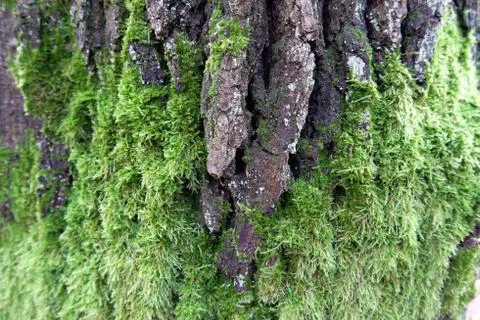 Oak bark with mossy structures. Stock Photos