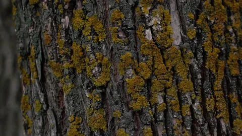 Oak bark overgrown with moss close-up. 4k frame Stock-Footage 197076289