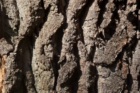 Oak bark Foto stock