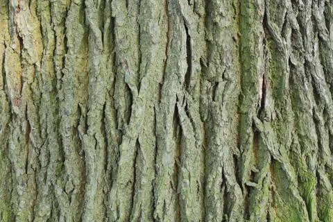 Oak bark Stock Photos