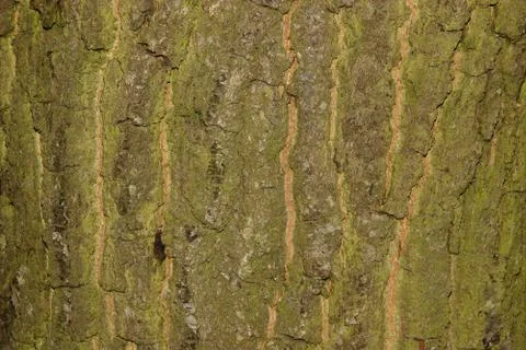 Oak bark Stock Photos