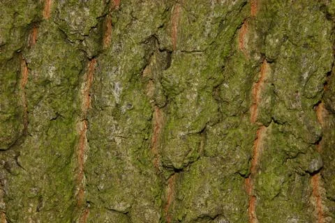 Oak bark Stock Photos