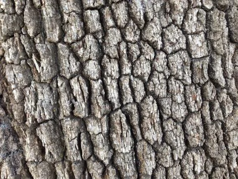 Oak bark Stock Photos