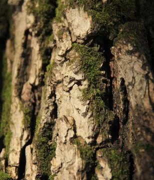 Oak bark Stock Photos