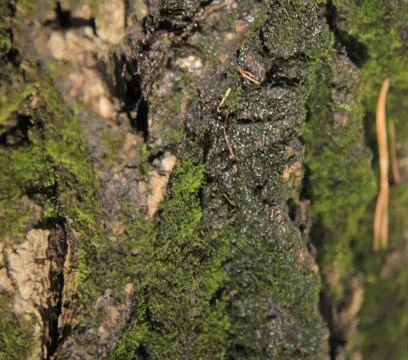 Oak bark Stock Photos