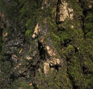 Oak bark Stock Photos