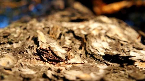Oak Bark Stock Photos