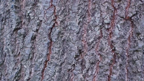 Oak bark slow crane up Video stock 152832888