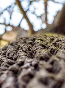 Oak bark texture close up, old tree.... oak bark texture close up, old tree.. Foto stock