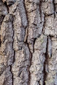 Oak bark texture close up, old tree.... oak bark texture close up, old tree.. Stock Photos