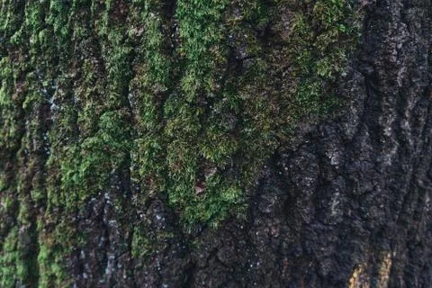 Oak bark texture covered with moss Stock Photos