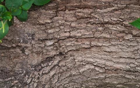 Oak bark texture with green leaf ornaments in the corner. Copy space. Foto stock