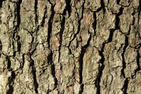 Oak bark texture Stock Photos