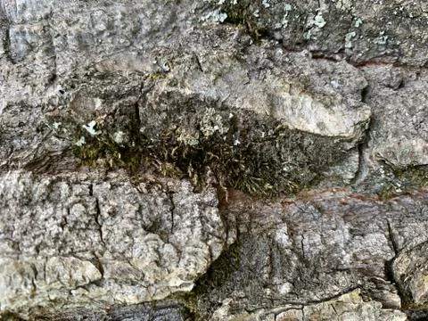 Oak bark. Texture Stock Photos