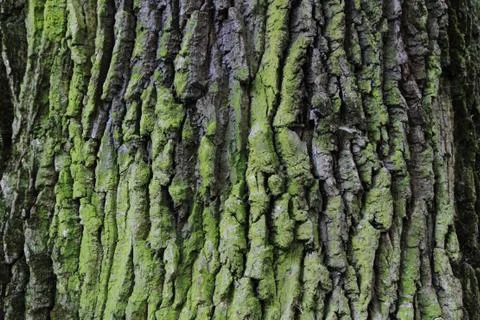 Oak bark texture Stock Photos