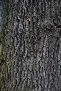 Oak bark texture Stock Photos