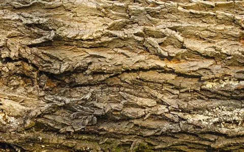 Oak bark texture in the rays of the summer sun. Background for your design an Stock Photos