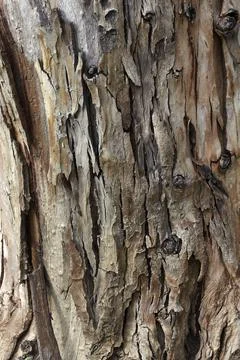 Oak bark texture. Tree bark background. Forest trunk pattern. Stock Photos
