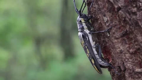 Oak borer beetle laying eggs 库存影片 153774706