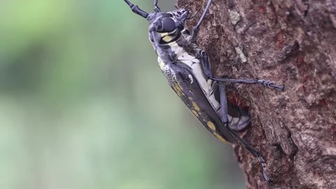 Oak borer beetle laying eggs 库存影片 153774803
