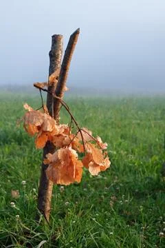 Oak bough Stock Photos