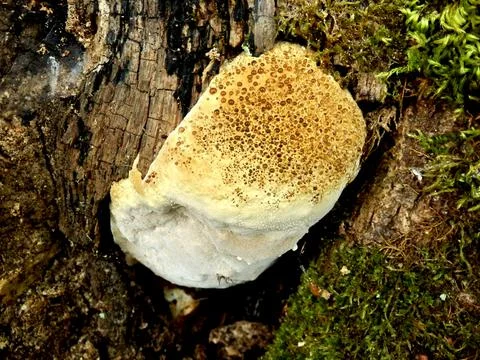 Oak Bracket Stock Photos