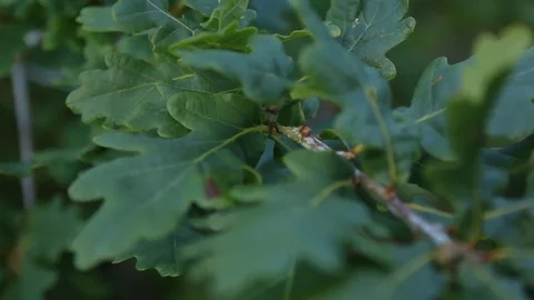 Oak Branch 2 Stock Footage 77509629