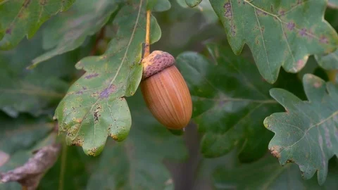 Oak branch with Acorns Stock Footage 81416932