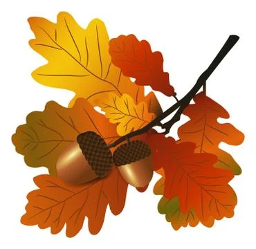 Oak branch with acorns Illustrazione stock