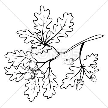 Oak branch with acorns, outline Stock Illustration