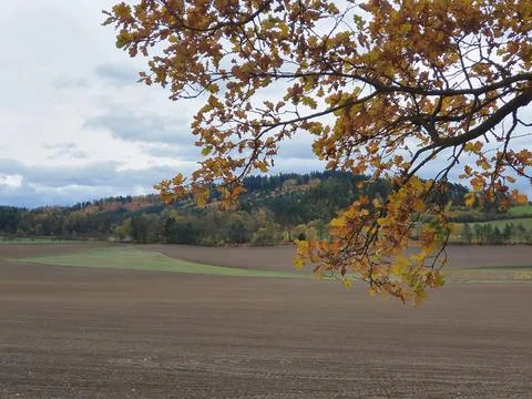 Oak branch on the background of fields and distant hill. Foto stock