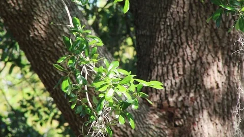 Oak Branch Blowing Wind Stock Footage 76902536
