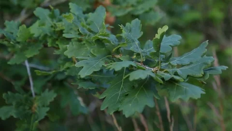 Oak Branch Stock Footage 77509631