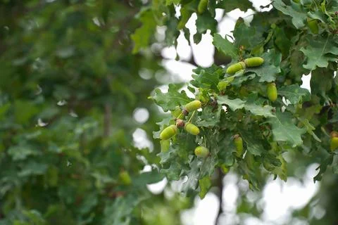 Oak branch with green leaves and acorns on a sunny day. Oak tree in summer Stock Photos