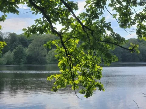 Oak Branch Hanging over Calm Water Stock Photos