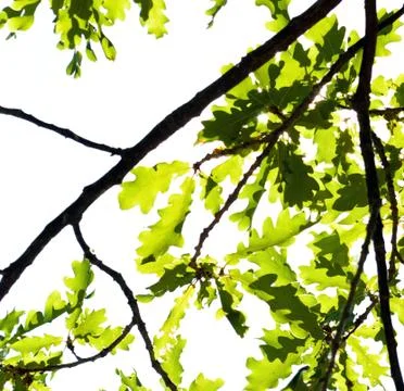 Oak branch isolated Foto stock