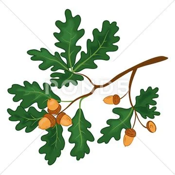 Oak branch with leaves and acorns Stock Illustration