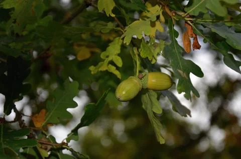 Oak branch  Stock Photos