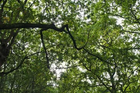 Oak branch Stock Photos