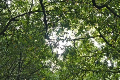 Oak branch Stock Photos