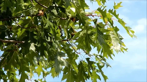 Oak branch with small acorns Stock Footage 77861680
