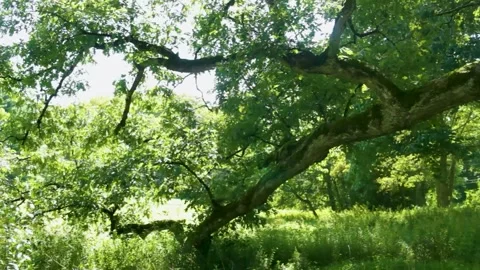 Oak Branch in Summer Light 2 Video stock 301575807