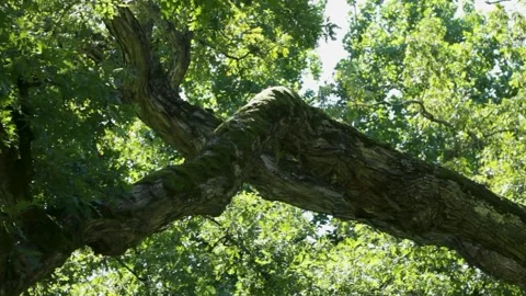 Oak Branch in Summer Light Stock Footage 301575852